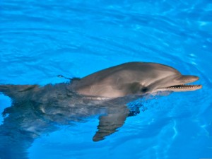 marineland
